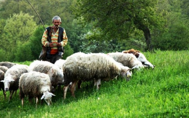 Внасяме овчари от екзотични държави, нашите не искали да работят за 1500 лева