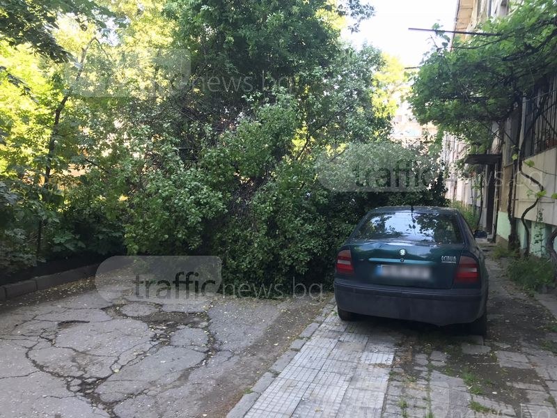 Близо два часа  пловдивчани останаха в капан заради падналото дърво СНИМКИ