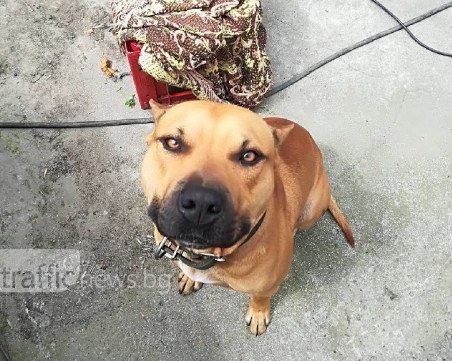 Кола блъсна куче в Пловдив! То се уплаши и изчезна… СНИМКИ