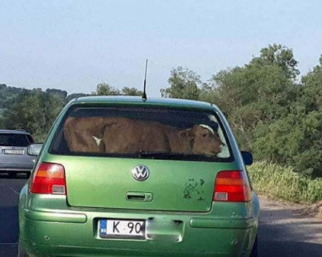 Няма да повярвате какво се вози във фолксваген по нашенските пътища!