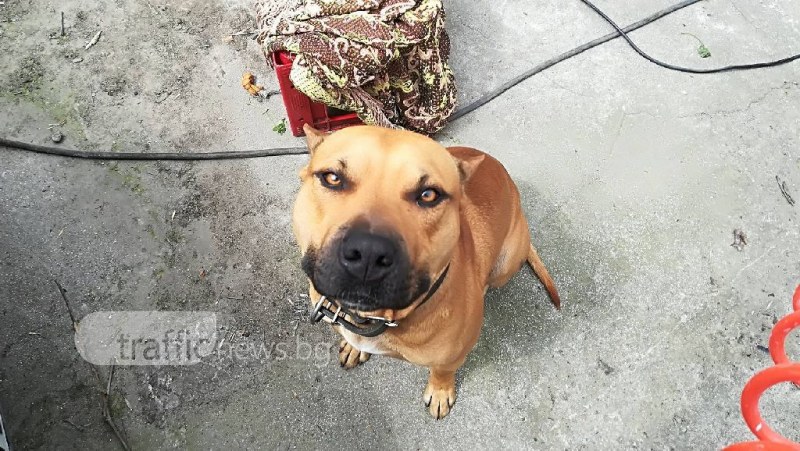 Кола блъсна куче в Пловдив! То се уплаши и изчезна… СНИМКИ
