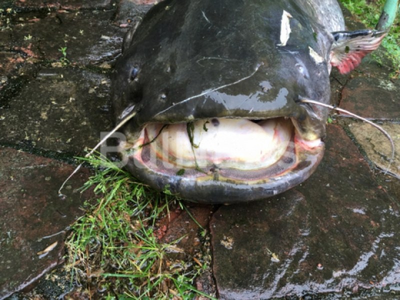 Богат улов: Рибари извадиха 3-метрово чудовище от езеро СНИМКИ