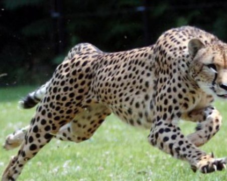 Туристи рискуваха да бъдат разкъсани от гепарди заради една снимка