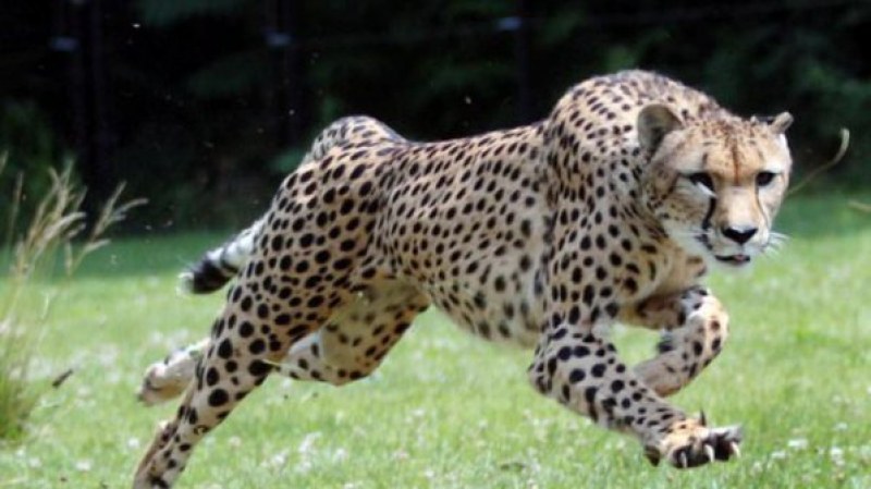 Туристи рискуваха да бъдат разкъсани от гепарди заради една снимка