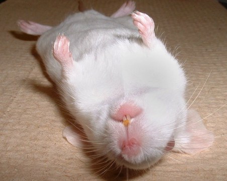 Иде ли краят на махмурлука? Хапче за изтрезняване помогна на пияни мишки