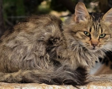 48-годишен застреля котката си и я изхвърли в кош за боклук