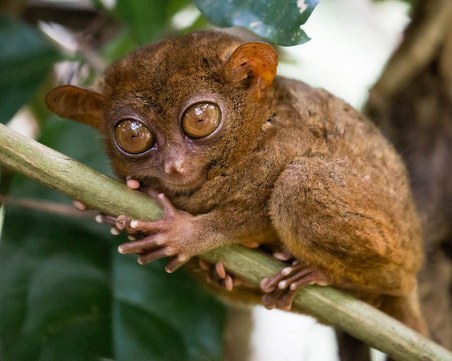 Къде живеят най-странните бозайници в света?