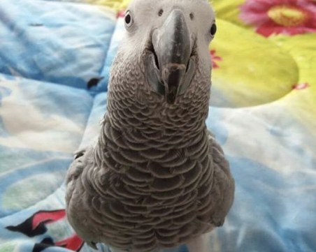 Папагал се изгуби в Кючук Париж! Издирва се!*