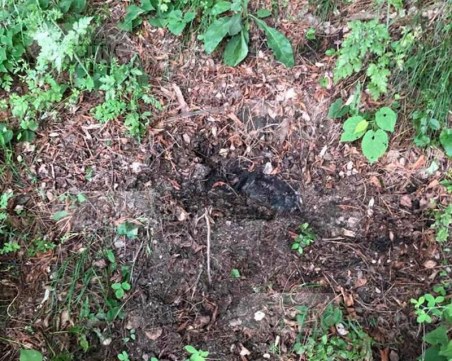 Зверство край Пловдив! Изгориха живо куче до Асеновата крепост СНИМКИ 18+