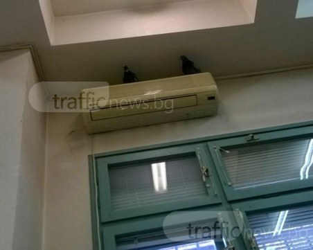 Пловдивчанка: Плащаме си данъците в гълъбарник! Птици кръжат в сградата на дирекцията