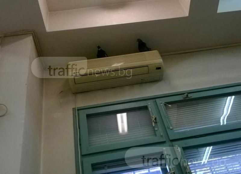 Пловдивчанка: Плащаме си данъците в гълъбарник! Птици кръжат в сградата на дирекцията