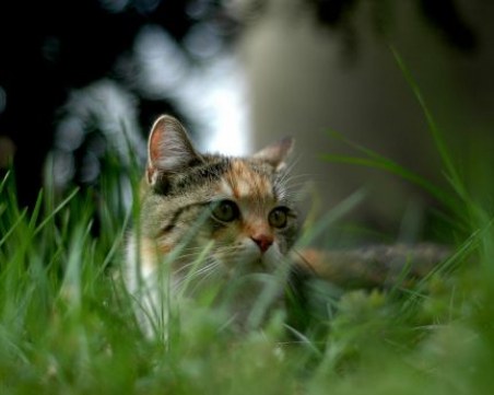 Мерцедес нарочно блъсна коте в Пловдив, опита се да удари и моторист ВИДЕО 18+