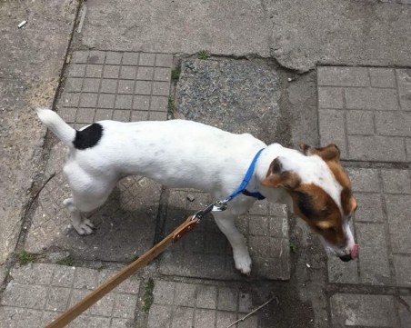 Джак ръсел се загуби в центъра на Пловдив, издирват стопаните му СНИМКИ