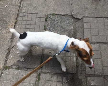 Щастлива развръзка! Маус вече си е у дома СНИМКА