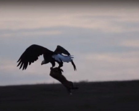 Драматичен бой между лисица и орел заради заек! Зрелищно ВИДЕО