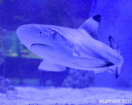 Рифова акула свиква с Пловдив СНИМКИ