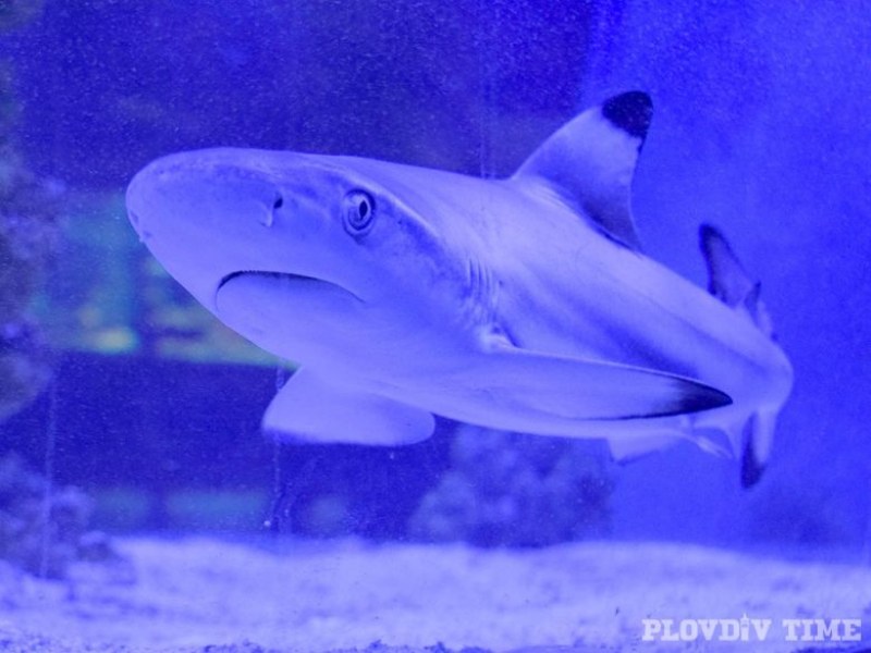 Рифова акула свиква с Пловдив СНИМКИ