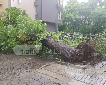 Бурята в Пловдив изтръгна от корен огромно дърво! Стовари се върху къща! СНИМКИ+ВИДЕО
