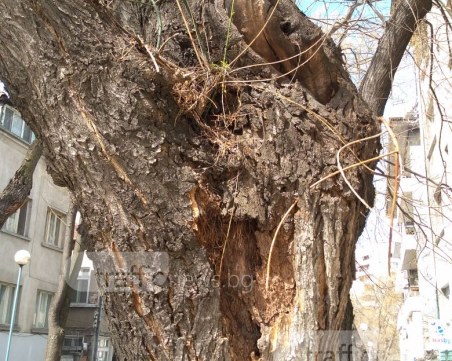 Кое е следващото дърво, което ще се сгромоляса в Пловдив? Изберете си! СНИМКИ