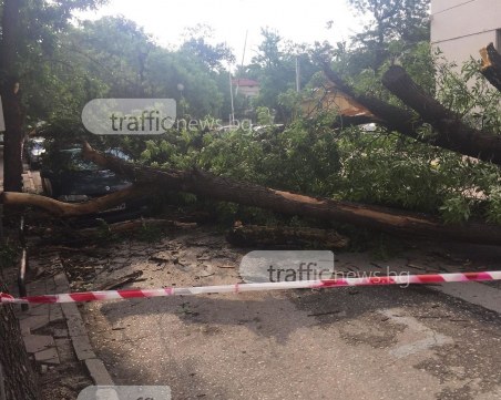 Огромно дърво потроши кола в Пловдив, по чудо няма пострадали СНИМКИ