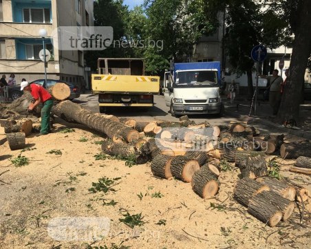 Падналото дърво е на същата улица, през която вчера минаха стотици деца ВИДЕО+СНИМКИ