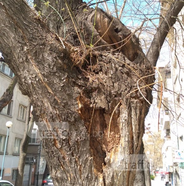 Кое е следващото дърво, което ще се сгромоляса в Пловдив? Изберете си! СНИМКИ