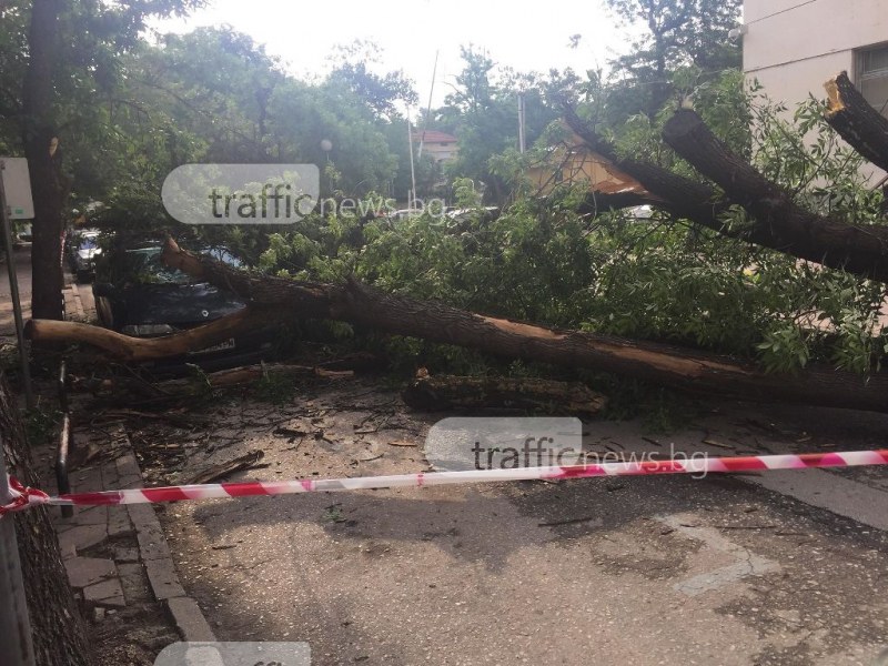 Огромно дърво потроши кола в Пловдив, по чудо няма пострадали СНИМКИ