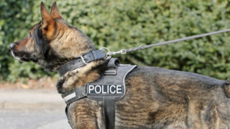 Удар на полицията! С обучено куче откриха 200 кг хероин на Капитан Андреево