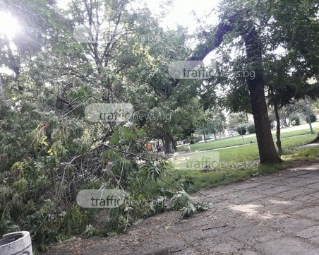 Огромен клон се стовари в пловдивски парк! По чудо няма пострадали деца СНИМКИ