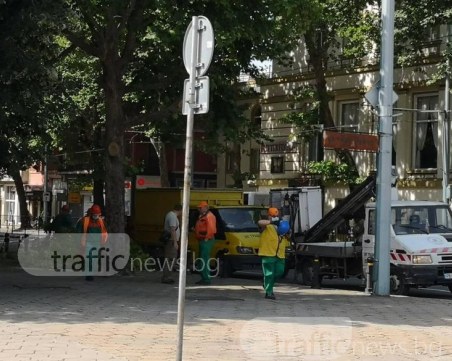 Голямото кастрене на дървета в Пловдив започна! СНИМКИ