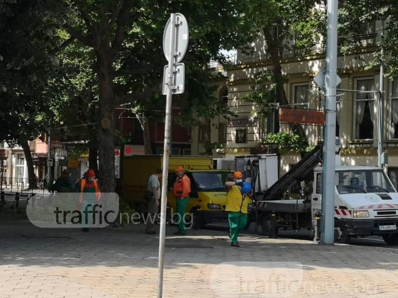 Голямото кастрене на дървета в Пловдив започна! СНИМКИ