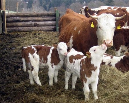 Кражба на теленца край Пловдив! Арестуваха 27-годишен съсед на ограбената