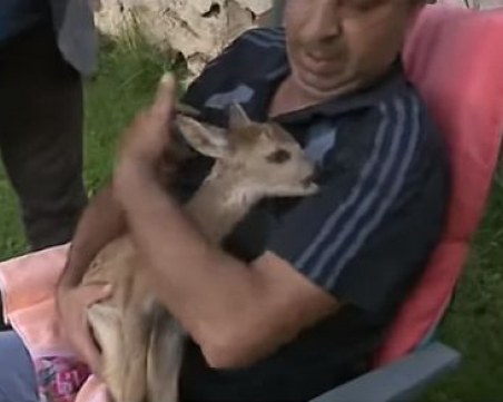 Мъж спаси две бебета сърнички ВИДЕО