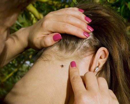 На разходка без притеснения! С този трик кърлежите и насекомите ще бягат надалеч от вас