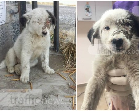 Поредна жестокост в Пловдивско! Цигани пребиха почти до смърт бебе куче, добри хора му помогнаха СНИМКИ