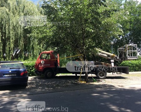 Режат опасни дървета на булевард 