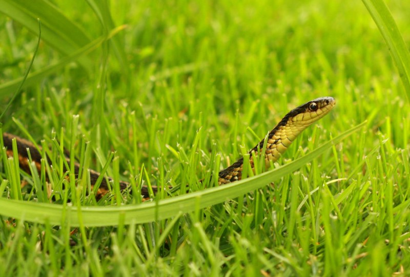 Бум на змиите в Смолянско