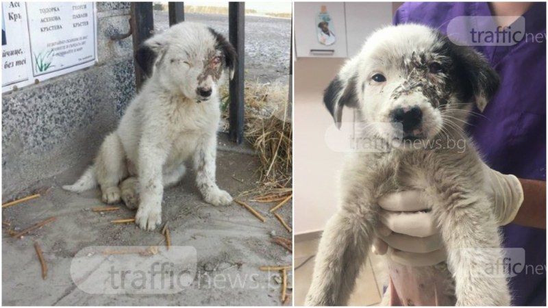 Поредна жестокост в Пловдивско! Цигани пребиха почти до смърт бебе куче, добри хора му помогнаха СНИМКИ