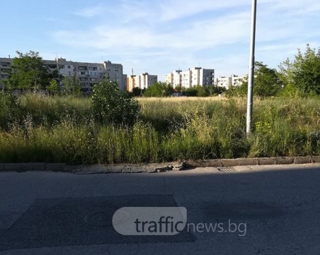 Пловдивчанин чака всеки момент в ЖР Тракия да се излюпи Годзила! Май ще дочака СНИМКИ