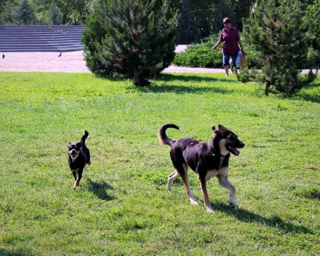 Не превръщайте зелените площи в кучешка тоалетна!, зове шефът на ОП “Паркове и градини“