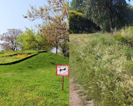 А кой ще глоби г-н Алексиев за джунглите на кучешките площадки в Пловдив ? СНИМКИ