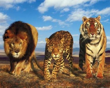 Два лъва, два тигъра и ягуар избягаха от зоопарк в Германия