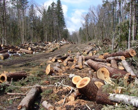Арестуваха началник на горски участък и лесничей за незаконна сеч в Пазарджишко