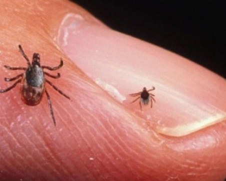 Кърлежи полазиха Пловдив, пръскат само по сигнал и ако е окосено