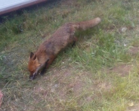 Лисица се превърна в атракция за туристите в Пампорово