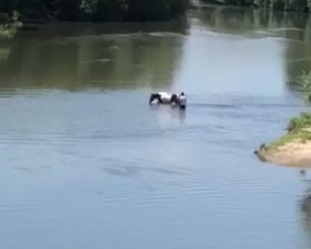 Река Марица се превърна в къпалня за коне ВИДЕО