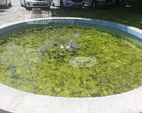 Пловдив вече си има зелен фонтан! Костенурки едва се движат в жабунясалата вода СНИМКИ
