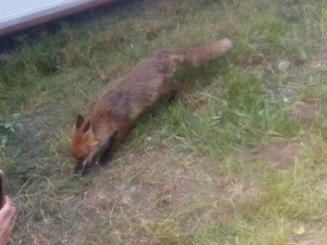 Лисица се превърна в атракция за туристите в Пампорово