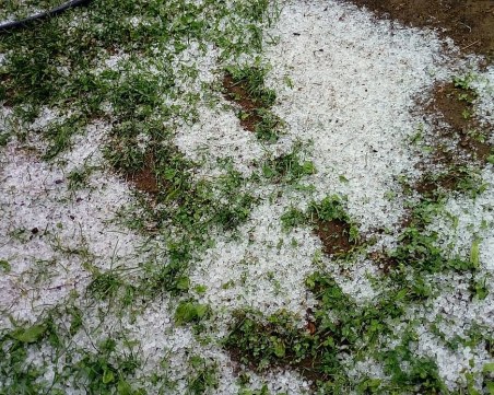 Градушка колкото лешник падна в Смолянско, унищожи градините на Липец СНИМКИ