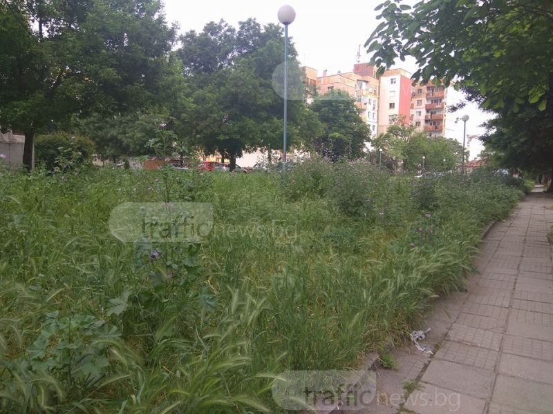 Пръскат срещу кърлежи и комари в Пловдив, но не навсякъде